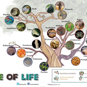 TREE OF LIFE ARTICLE