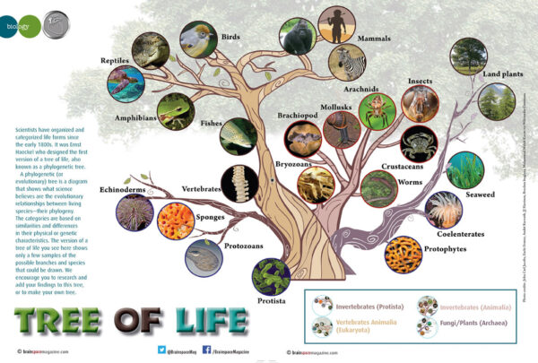 TREE OF LIFE ARTICLE