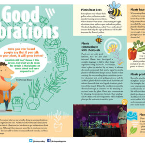 GOOD VIBRATIONS ARTICLE
