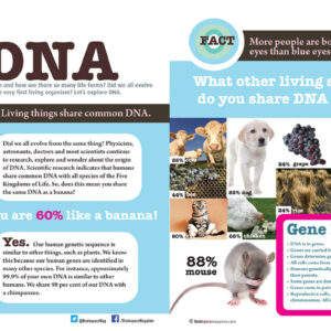 DNA ARTICLE