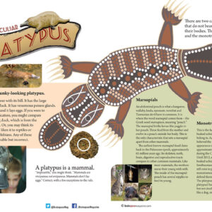 THE PECULIAR PLATYPUS ARTICLE