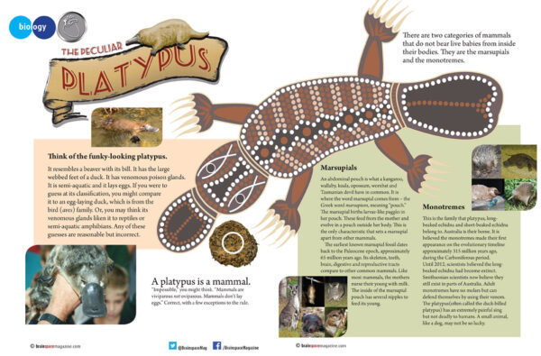 THE PECULIAR PLATYPUS ARTICLE