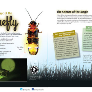 THE MAGIC OF THE FIREFLY ARTICLE