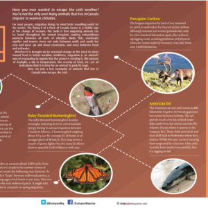 MIGHTY MIGRATORS ARTICLE