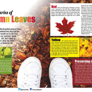 THE MYSTERIES OF AUTUMN LEAVES