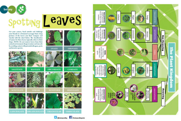 SPOTTING LEAVES ARTICLE