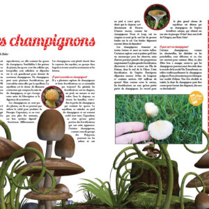 LES CHAMPIGNONS (FRENCH)