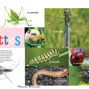 LES BIBITTES ARTICLE