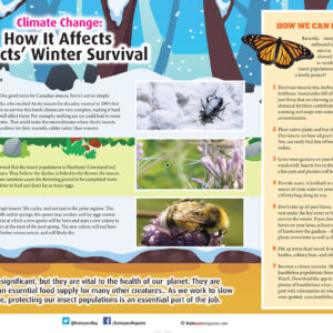 CLIMATE CHANGE: HOW IT AFFECTS INSECTS' WINTER SURVIVAL ARTICLE