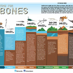 TIME FOR BONES ARTICLE