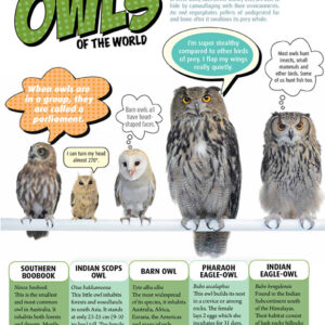OWLS OF THE WORLD ARTICLE