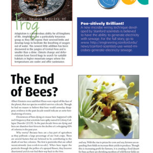 THE END OF BEES ARTICLE