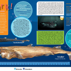 SHARK ARTICLE