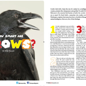 HOW SMART ARE CROWS ARTICLE