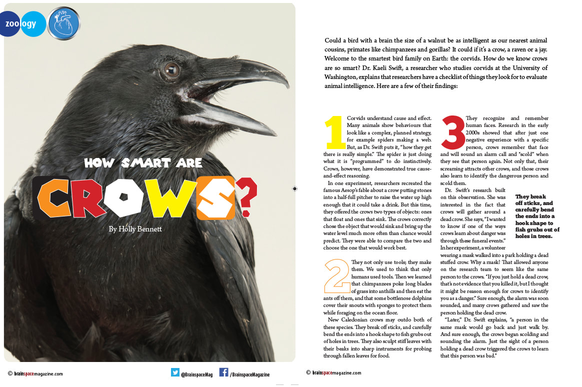 HOW SMART ARE CROWS ARTICLE