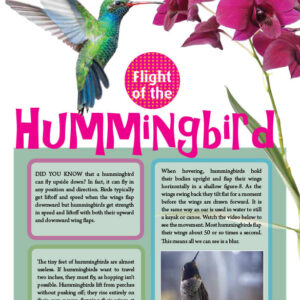 HUMMINGBIRD ARTICLE