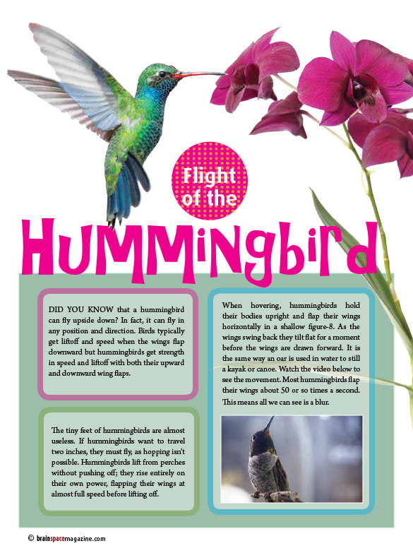 HUMMINGBIRD ARTICLE