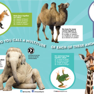 WHAT DO YOU CALL A MULTITUDE OF EACH OF THESE ANIMALS ARTICLE
