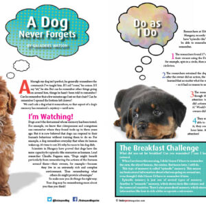 A DOG NEVER FORGETS ARTICLE