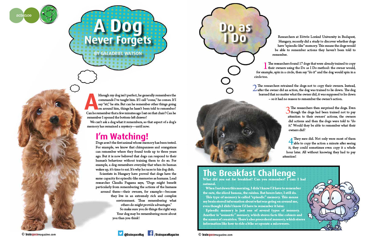 A DOG NEVER FORGETS ARTICLE