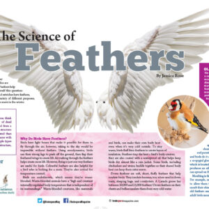 The Science Of Feathers
