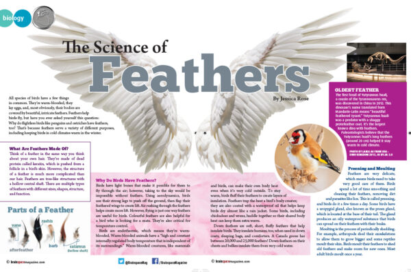 The Science Of Feathers