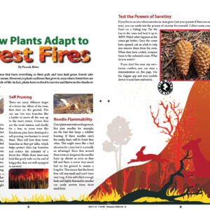 How Plants Adapt To Forest Fires article
