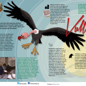 Vultures - Unusual Animal Hospitals