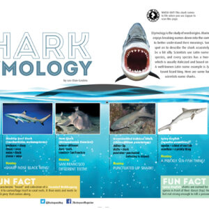 Shark Etymology article