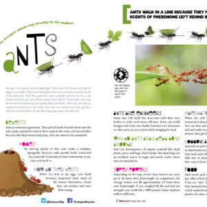 Ants article