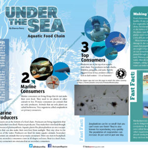 Under The Sea: Aquatic Food Chain