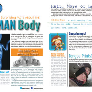 AMAZING AND SURPRISING FACTS ABOUT THE HUMAN BODY