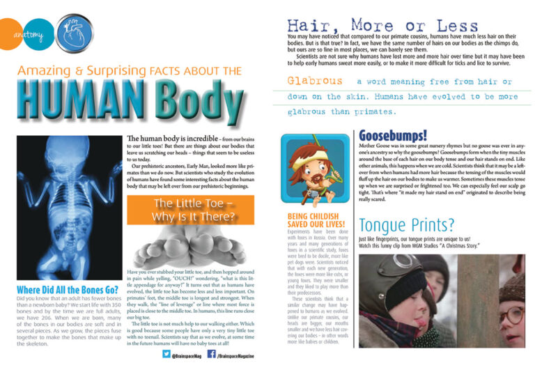 Anatomy - Facts About The Human Body - Brainspace Magazine ...