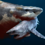 Meg Shark Image