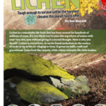 Lichen article text