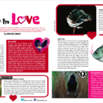 article "Wildly in love"