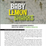 Baby Lemon Sharks articles