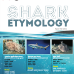 Shark Etymology article